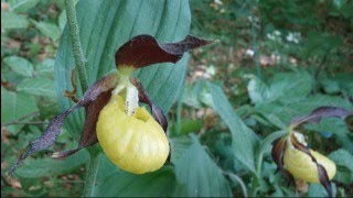 Orchideen im Sülzetal / Thüringen: Frauenschuh u.a. in MONOversion vollhd, Diaschau.