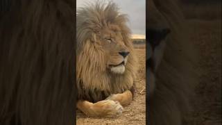 Male lion and female lion with cute beby #wildlife #lion #animalhumor #shorts