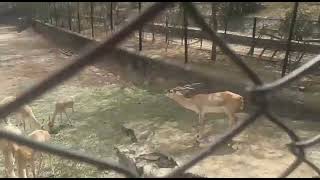 Jaipur Zoo #sonurohira #Jaipur #Zoo