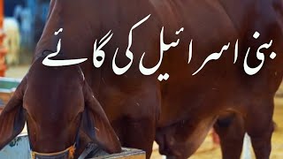 Bani Israel ki Gaey | بنی اسرائیل کی گائے