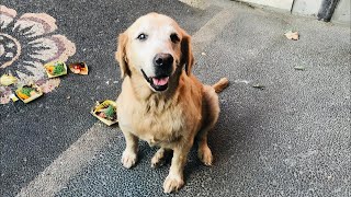 Kiwi is a very healthy 15 year old Golden Retriever 🥰