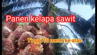 PANEN KELAPA SAWIT ROTASI DUA MINGGU