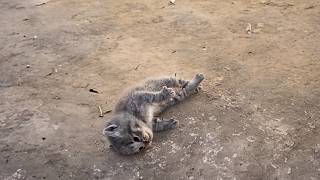 A kitten collapsed, body stiff from respiratory failure. A passerby performed CPR and revived him.❤️