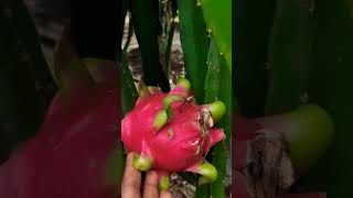 Dragon Fruit |So Beautiful and So sweet in taste #dragonfruit #viral #shorts #trendingshorts