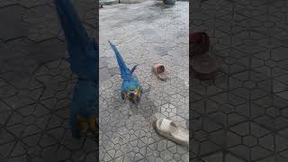 em vẹt chơi với dép như em bé #her #birds #parrot