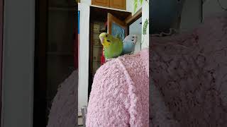 Budgie Love | Pet Lover | Parakeets | @sakshicreates8