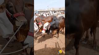 malir mandi karachi cattle ratest update | cow mandi 2024| #shortvideo #cowvideosco