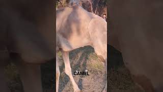 Camel spotted