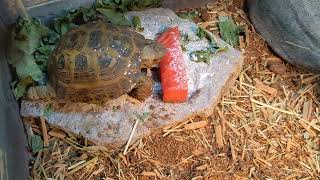 Hydrating Mr. Knightley the Russian tortoise with some watermelon