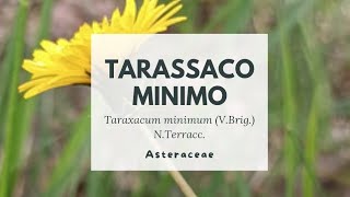 TARASSACO MINIMO - Taraxacum minimum (V.Brig.) N.Terracc. - DANDELION