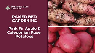 Raised Bed Gardening - Planting seed potatoes | EVERBEE - Ldn: GARDEN