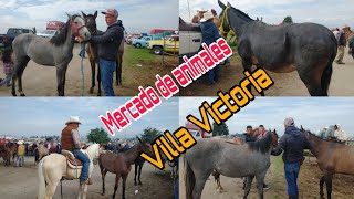 caballos , mulas  y burros / Rumbo a villa victoria edomex /plaza ganadera @ElRanchoyyoTagDominguez