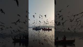 Birds in Sundarban । Popular Video । Sundarban special #shorts