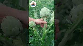 collect artichoke by hand.....#artichoke #vege