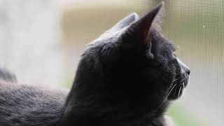 Rollei Planar 50mm f1.8 QBM Mount -Vintage Lens Video Test - $30 lens Tested w/ my Russian Blue Cat