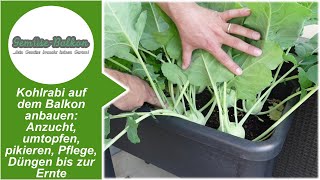 Kohlrabi auf dem Balkon anbauen: Anzucht aus Samen, umtopfen, pikieren, Pflege, Düngen bis zur Ernte