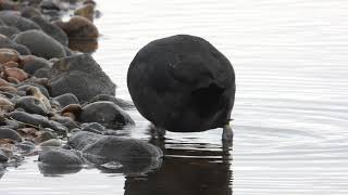 Coot eating a Crab at Rye