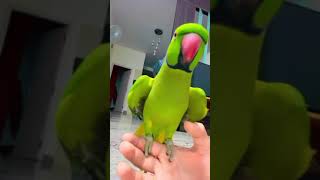 Indian ringneck parrot talking #parrot #funnypets #talkingparrot  #funny #cutepets