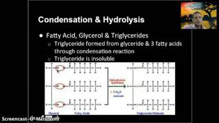 IB 2.3 - Carbs & Lipids