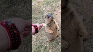 Chubby Adorable Himalayan Marmot Drawn to Delicious Cookies!#cutemarmot #cuteanimals #marmot #cute