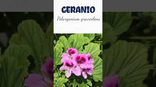 GERANIO | #plantas #medicine #medicinalplants #agroecology #agriculture #agricultura #shorts