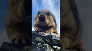 Too Cute to Handle: Himalayan Marmot Devouring Cookies!#marmot #cuteanimals #cutemarmot #animals