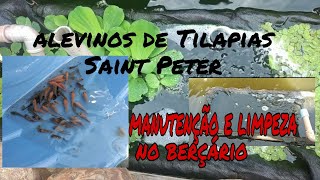 alevinos de Tilapias Saint Peter com 60 dias  #criaçãodetilapia