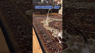 SUPERMAN CAT