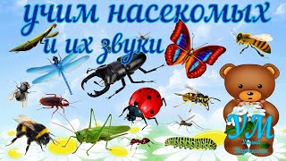 Учим насекомых/ Звуки насекомых/ Развивающие видео для малышей