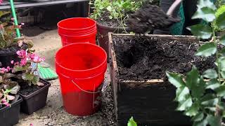 Planting Into Large Container from Front Yard Garden to the Courtyard: Tips, etc.