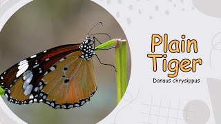 Plain Tiger - Danaus chrysippus #butterfly #trending