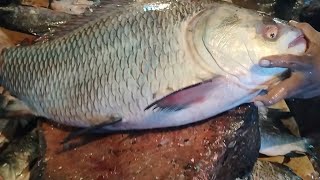 Amazing Big Giant Katla Fish Cutting Mayurbhanj 🔥 Giant Katla Fish Cutting Style India