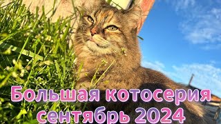 Большая КотоСерия 12 сентября 2024 г.