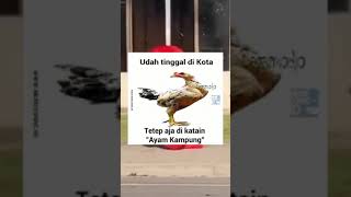 udah tinggal di kota masih disebut ayam kampung