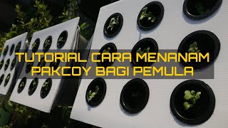 TUTORIAL CARA MENANAM PAKCOY BAGI PEMULA || PRASEMAI