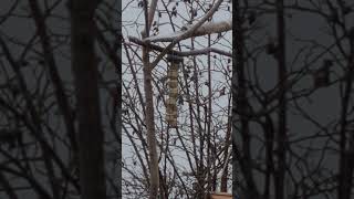 long tailed tit