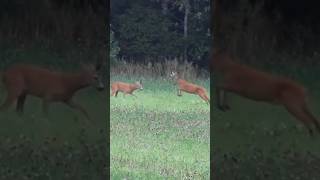 2 Roe Bucks Fighting In Finland #roe #roebuck #fight #fighting #finland #nature