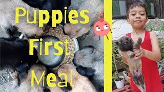 Puppies First Meal at 3 Weeks | Weaning Puppies | Belgian Malinois Mix | First Litter