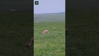 Tiger attacked deer