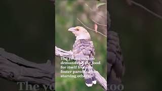 Channel Billed Cuckoo