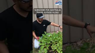 Desi brinjal Harvesting in Australia #Sydney #harvest #vegetables