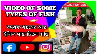 Many types of fish ( অনেক ধরনের মাছ)#fish #fishcutting #prahladfishcenter