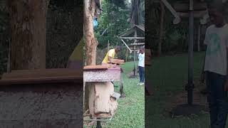 Come and have stingless bee tour #sammy #sam #shorts