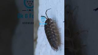 woodlouse #woodlouse #amazingfacts #wildlife #fact #nature #naturelovers #natureshorts