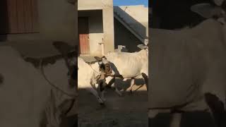 Mashallah #cow #cattlefarm #cattles #viral #trendingshort #trending #youtubeshorts