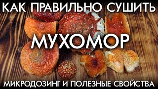 КАК ПРАВИЛЬНО СУШИТЬ МУХОМОР / МИКРОДОЗИНГ И ПОЛЕЗНЫЕ СВОЙСТВА