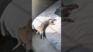 funny cats 😂 episode 354 #shorts