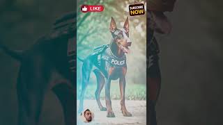 K9 DOBERMAN #tacticalshooter #dogs #k9 #tacticalk9 #shortsvideo #shortvideo #k9policedogs #doberman