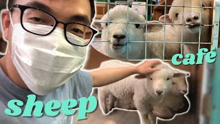 ទៅផឹកកាហ្វេចៀម - You can pet SHEEP in this Café 🐑🐑🐑🐑