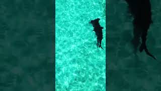 hammerhead shark cruises the shallows #shorts #floridakeys